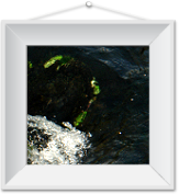immagine La lumaca d'acqua