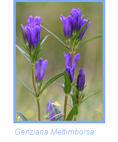 foto di Genziana mettimborsa