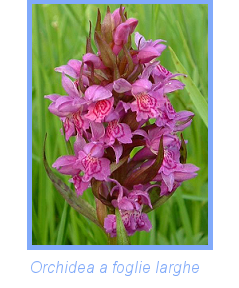 foto di Orchidea con foglie larghe foto di Orchidea con foglie larghe