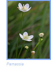 foto di Parnassia foto di Parnassia