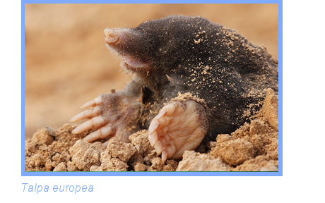 foto di talpa europea foto di talpa europea