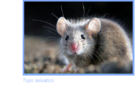 foto di topo selvatico
